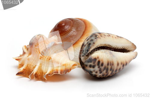 Image of group of seashells