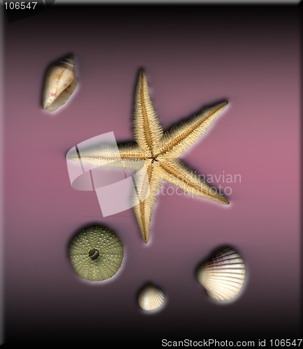 Image of sea star