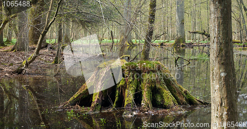 Image of Springtime wet forest