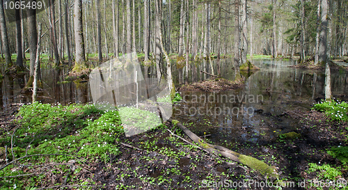 Image of Stand in springtime with water and anemone flowering