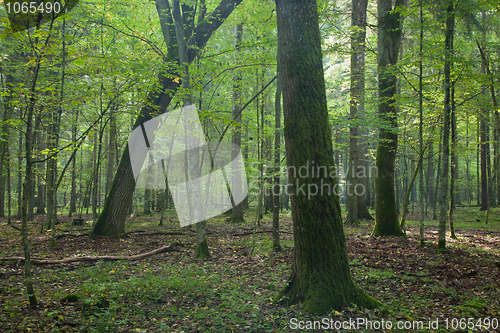 Image of Deciduous autumnal stand with mossy oak in foreground