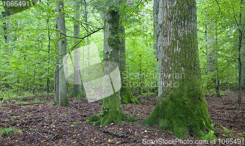 Image of Old moss wrapped oak in natural foest