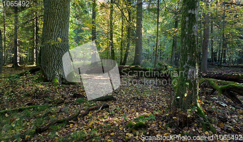 Image of Autumn forest landscape with broken trees