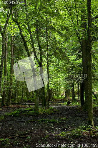 Image of Wet deciduous stand of Bialowieza Forest in sunlight