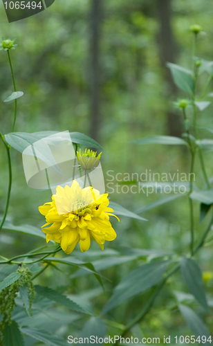 Image of Yellow flower closeup