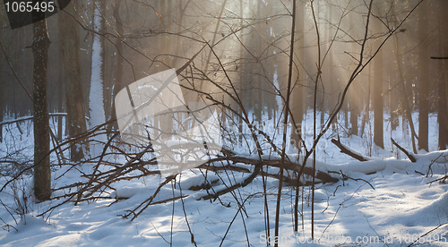 Image of Beams of ligth over deadwood lying in snow 