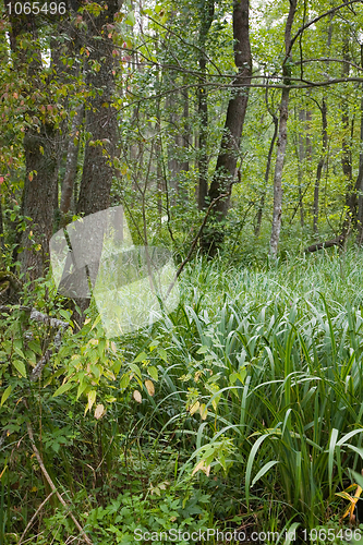 Image of Marshland plant Acorus Calamus in stand