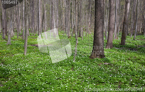 Image of Fresh green anemone floralbed in springtime