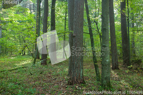 Image of Shady mixed with some old coniferous pine trees