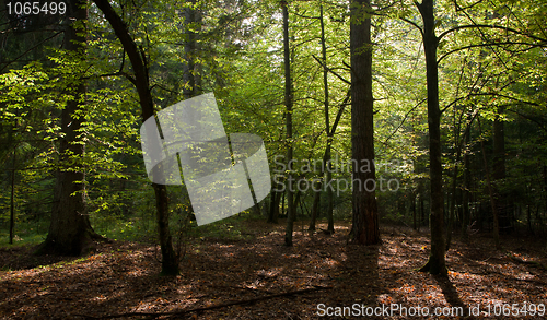 Image of Shady mixed mainly hornbeam stand