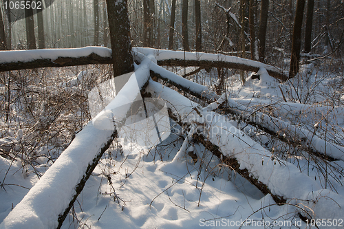 Image of Winter landscape of natural forest with dead alder tree