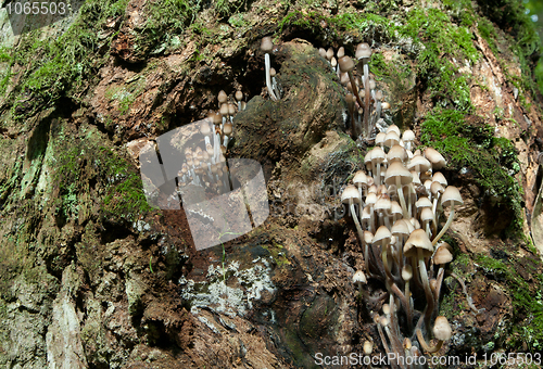 Image of Old tree trunk almost with lots of fungus