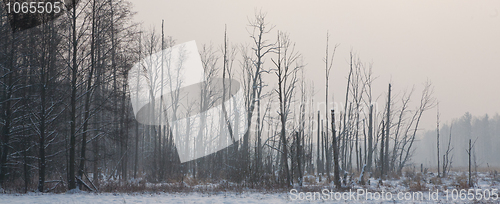 Image of Sunrise before landscape with riparian forest stand