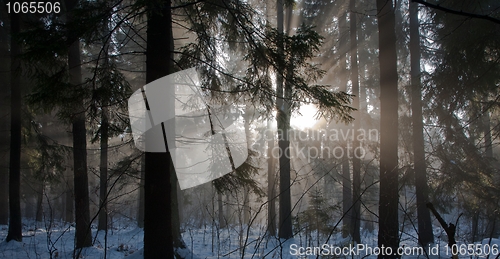 Image of Winter landscape of coniferous stand