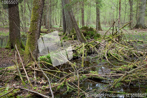 Image of Springtime wet mixed forest with standing water