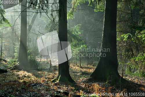 Image of Misty autumnal coniferous stand