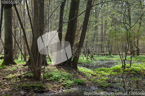 Image of Copse in springtime with water and anemone flowering