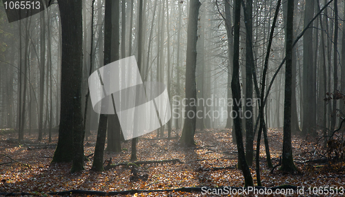 Image of Early springtime deciduous stand