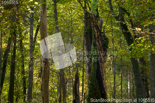 Image of Natural mainly deciduous stand of Bialowieza Forest