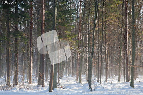 Image of Young oak tree stand in winter with mist