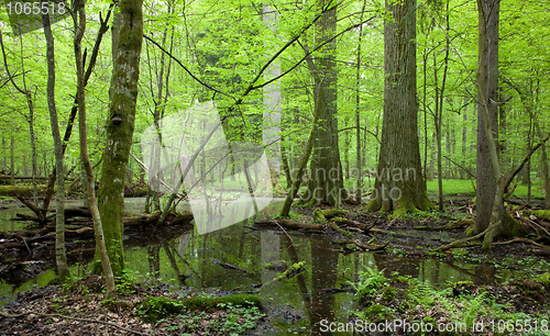 Image of Springtime deciduous forest with standing water