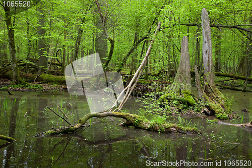 Image of Springtime deciduous forest with standing water