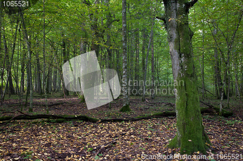 Image of Deciduous stand with mossy hornbeam