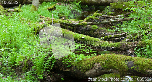 Image of Springtime view of natural deciduous stand with little river