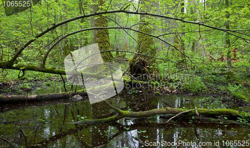 Image of Springtime wet deciduous forest with standing water