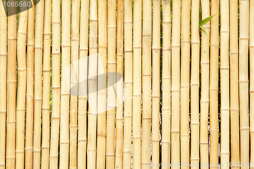 Image of Bamboo fence