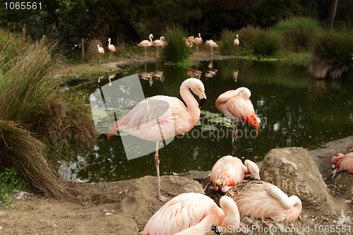 Image of Flamingos in the zoo