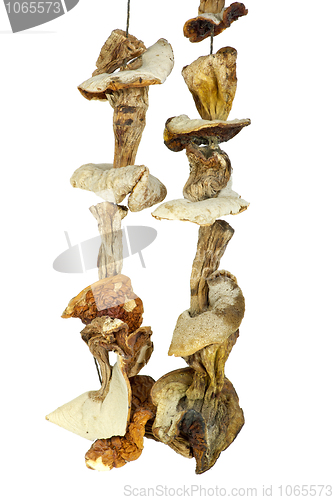 Image of Some dried cepe mushrooms hanging on the rope