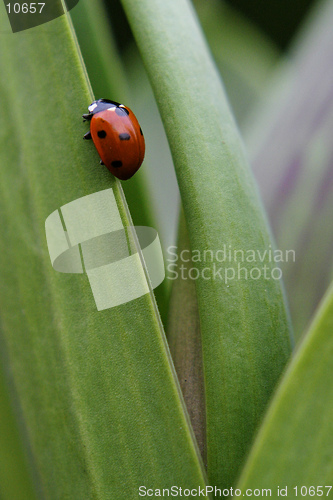 Image of Ladybug