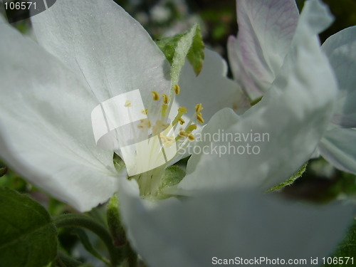 Image of apple bloom