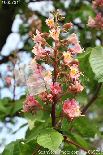 Image of Chestnut tree blossom