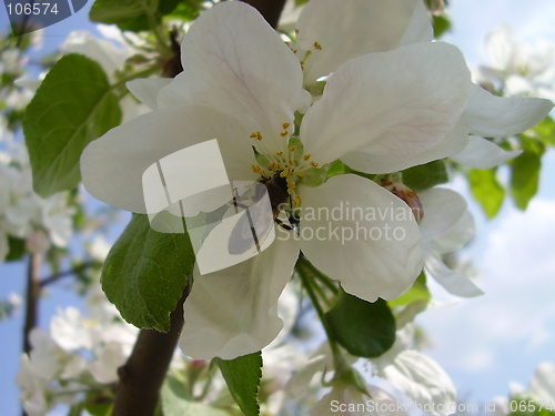 Image of apple bloom