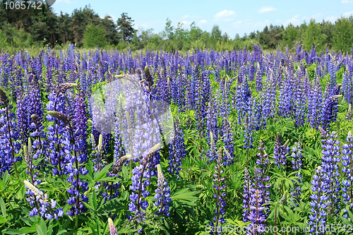 Image of Lupin flowers
