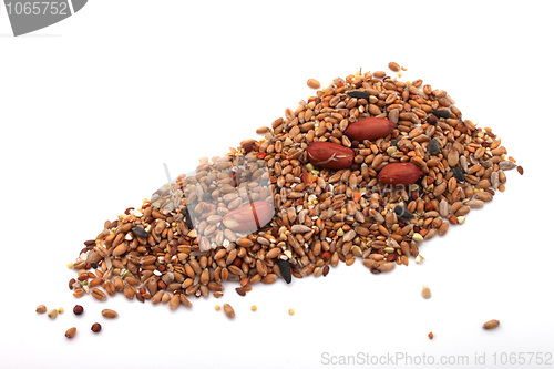 Image of Wild bird food