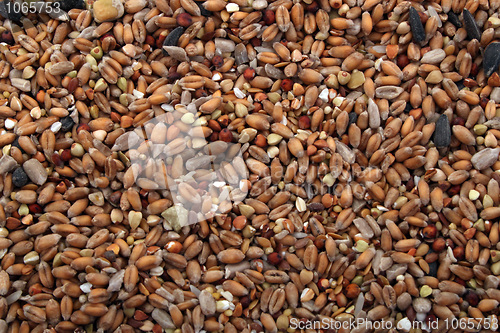 Image of Wild bird food