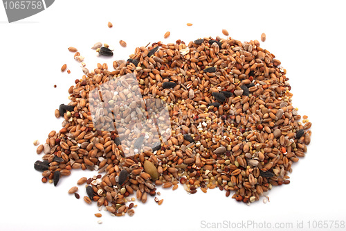 Image of Wild bird food