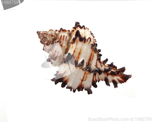 Image of Sea shell