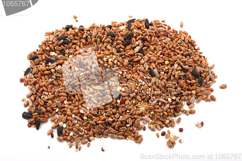 Image of Wild bird food