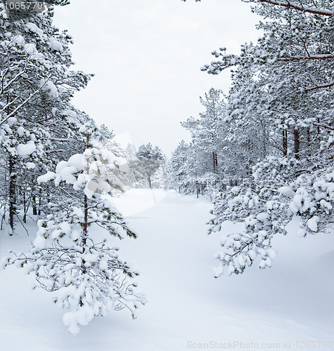 Image of Forest and field under the snow on cold winter day