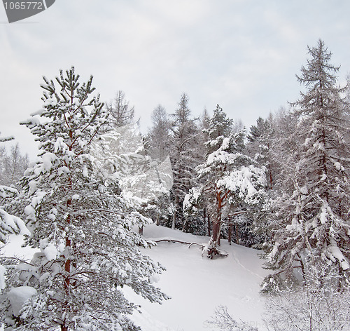 Image of Forest and field under the snow on cold winter day