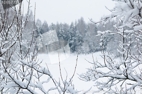 Image of Forest and field under the snow on cold winter day