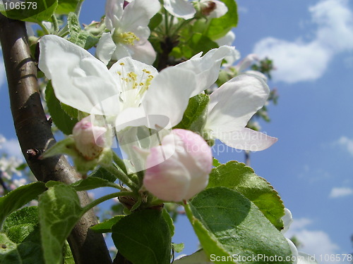 Image of apple bloom