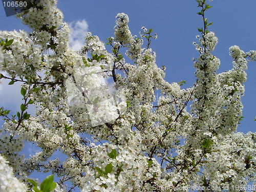 Image of cherry blooms