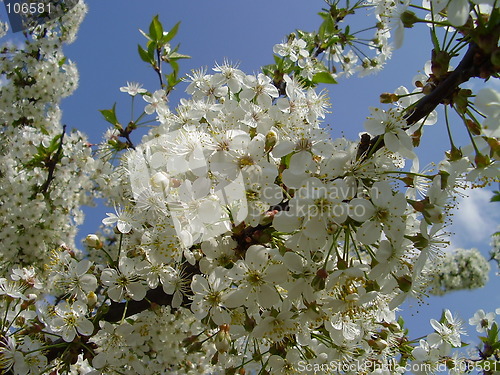 Image of cherry blooms