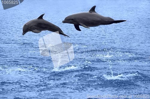 Image of Dolphins jumping