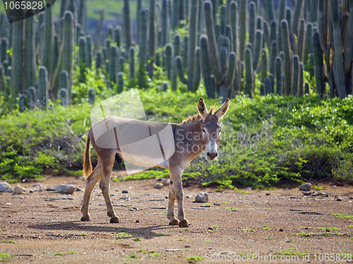 Image of Wild donkey